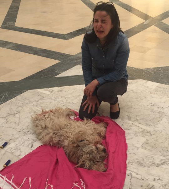 Un caniche froidement abattu de 3 balles en plein jour Nabeul !