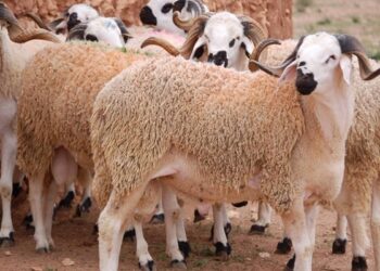 un mouton de l'Aïd