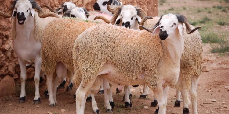 un mouton de l'Aïd