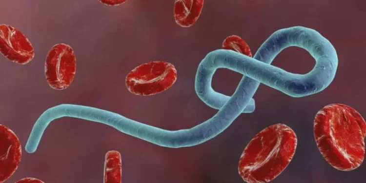 Le virus Ebola