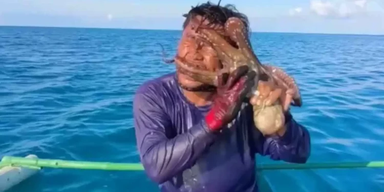 اخطبوط.صياد.هجوم