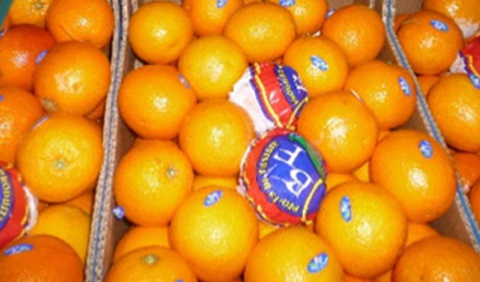 La commercialisation et l’exportation des agrumes posent problème