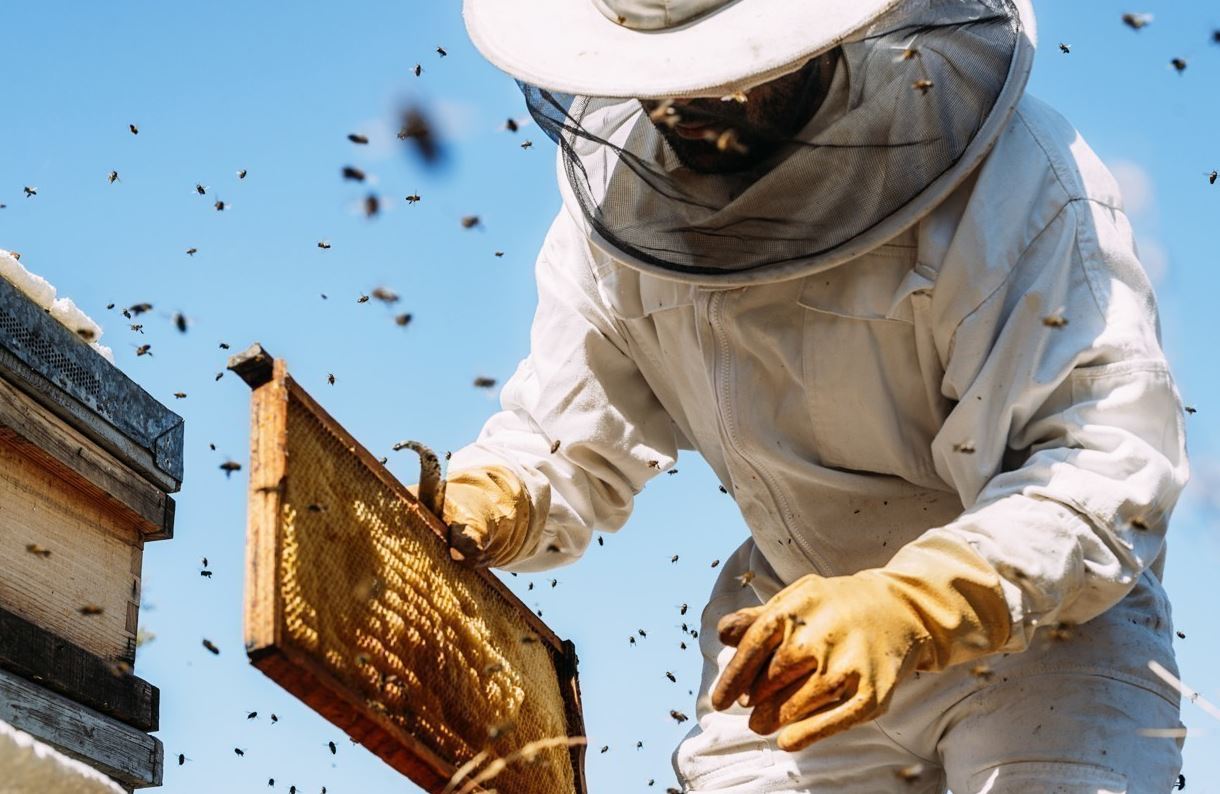 75% des apiculteurs ont souffert d’une baisse de la production du miel,