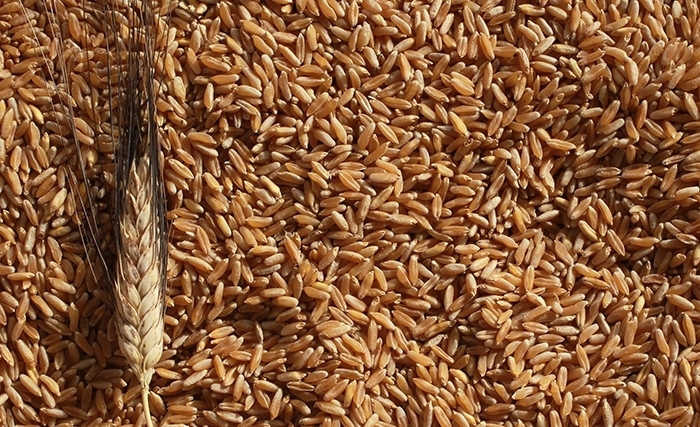 Sfax: Arrivée d’un navire russe chargé de plus de 27 mille tonnes de blé tendre