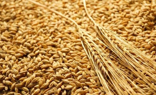 La Tunisie veut acheter 100 000 tonnes de blé tendre et 75 000 tonnes d’orge fourragère