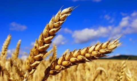 JORT : Modification des dispositions encadrant l’activité de collecte des céréales