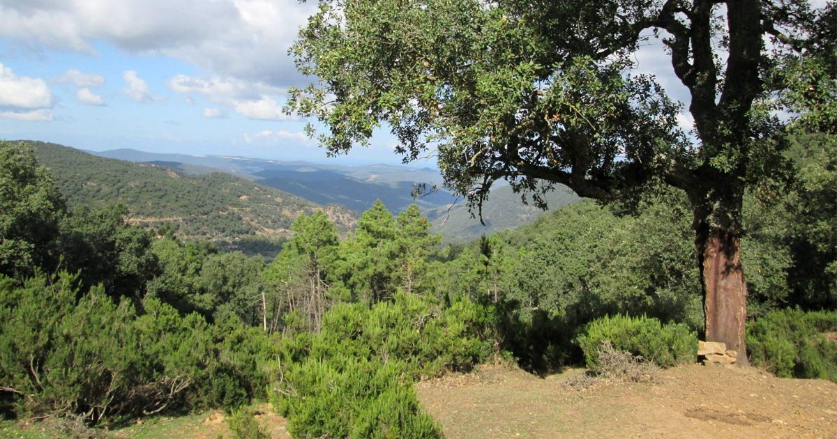 18 000 hectares de forêt de chênes lièges menacés de disparition