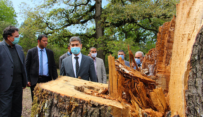 Forêts-Biodiversité: Retour sur un crime d'abattage d'arbres centenaires à Ain Draham