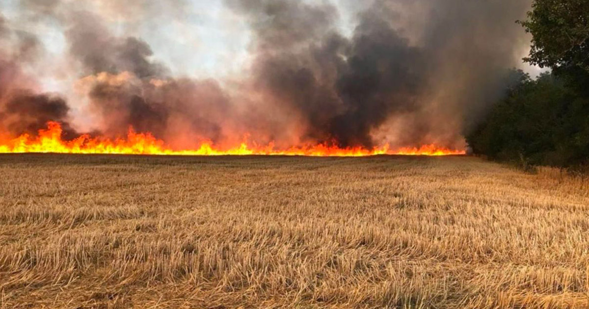 Béja: Huit hectares de blé ravagés par le feu