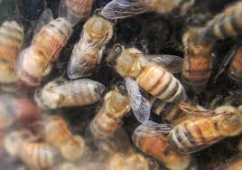 Elle a refusé de l’épouser, il s'est vengé en lâchant des abeilles sur les invités le jour de son mariage