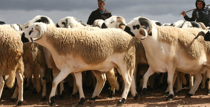 Ces pays ont fêté Aïd el-Idhaa ce lundi