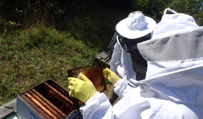Zaghouan : Démarrage de l’initiative d’incubation de plus de 10 mille ruches d’abeilles