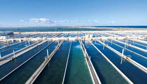 Lancement d’un fonds d’investissement dans l’aquaculture d’une valeur globale de 50 millions de dinars