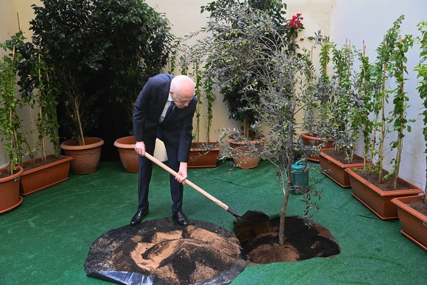  Fête de l’arbre : Le président Saied plante un olivier au siège du Conseil supérieur de l’éducation et de l’enseignement