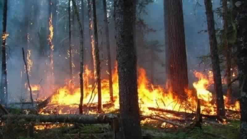 Pour faire comme les grands un enfant de 13 ans met le feu à la forêt de Bir El Bey