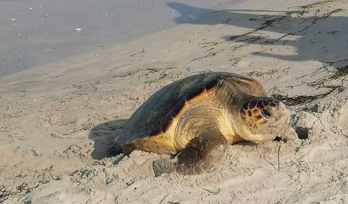 Sidi Ali El Mekki : Première nidification d’une tortue caouanne dans le nord de la Tunisie