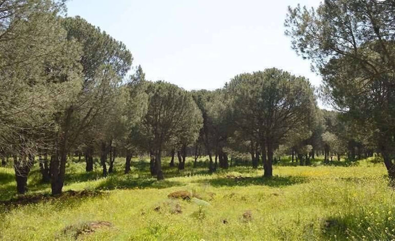 Tunisie : lancement du programme de “ceinture verte” pour freiner la désertification