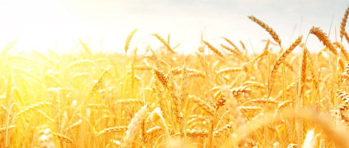 La récolte céréalière en baisse de 22%, selon le ministre de l'Agriculture