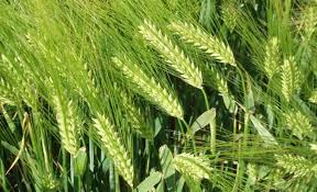 Agriculture : les dernières pluies n’auront pas d’impact sur la qualité de la récolte de céréales