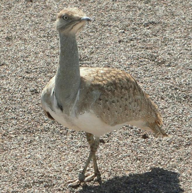 Des émiratis et des pakistanais déférés devant la justice pour chasse illégale à Tataouine