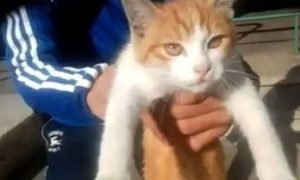 Kasserine: Mandat de dépôt pour maltraitance animale délivré contre un homme