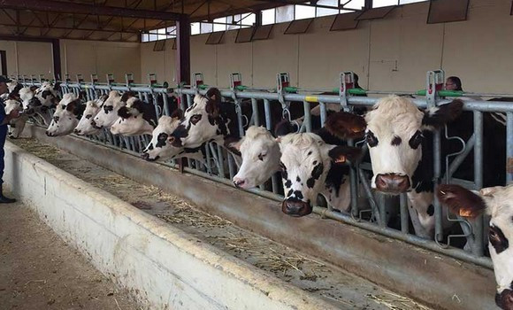 Agriculture : Démarrage de la campagne nationale de vaccination du cheptel à partir du 1er février 2026