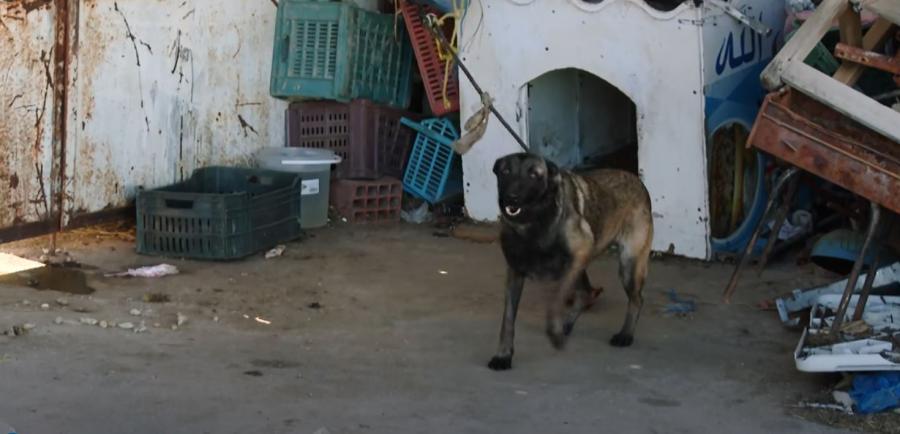 Affaire du chien saisi à Monastir : une procédure judiciaire en cours pour obtenir sa libération