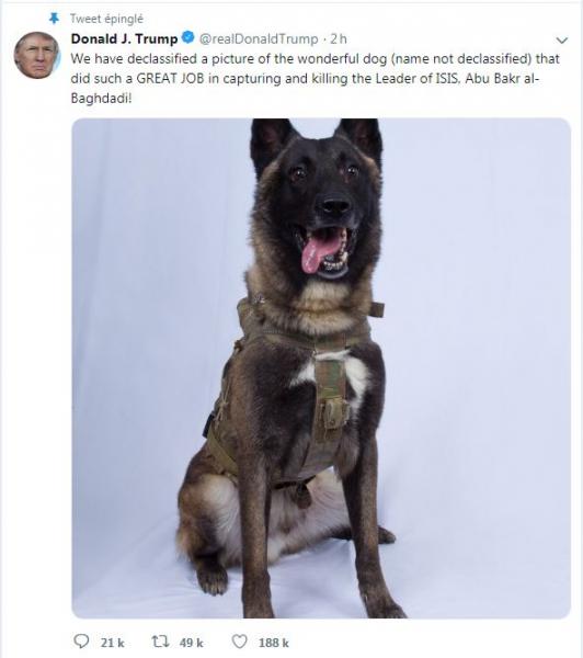 Voici la photo du chien qui a participé à l'élimination du chef de Daesh