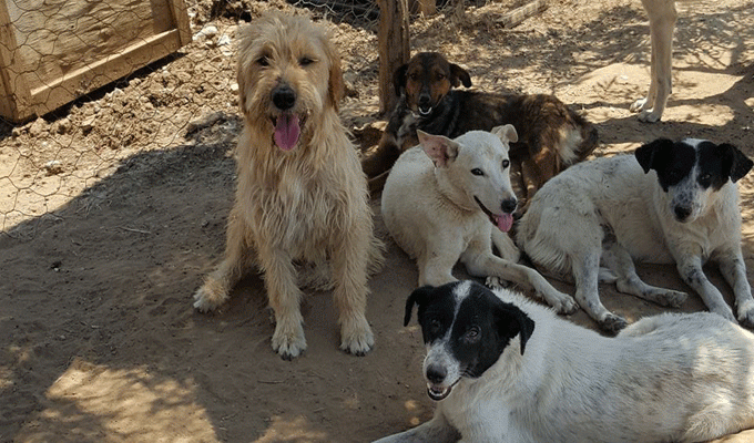 Lutte anti-rage: Quelque 1978 chiens errants abattus à Zaghouan