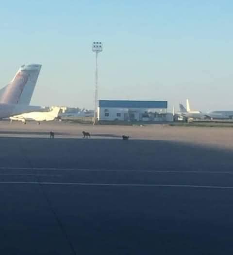 Des chiens errants sur la piste de l'aéroport Tunis-Carthage