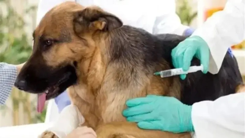 Sousse: 14 000 chiens et plus de mille chats vaccinés contre la rage