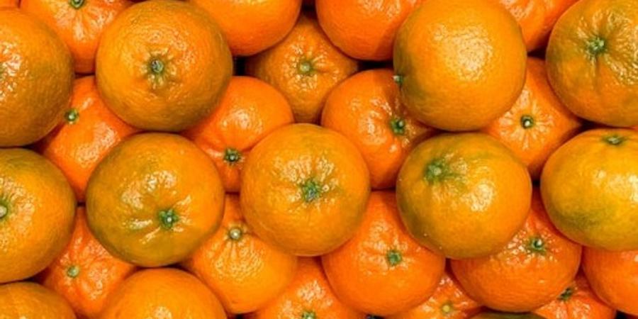 Agrumes : Promotion de la variété clémentine sur l’avenue Bourguiba à Tunis