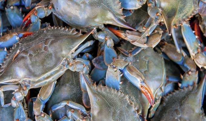 Les exportations tunisiennes des crabes congelés ont presque doublé