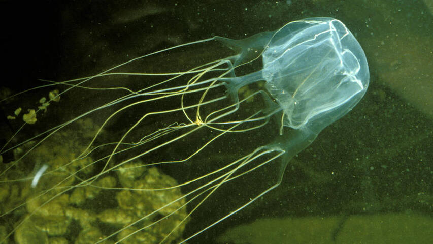 Alerte pour les baigneurs : montée des courants marins et présence de méduses mortelles