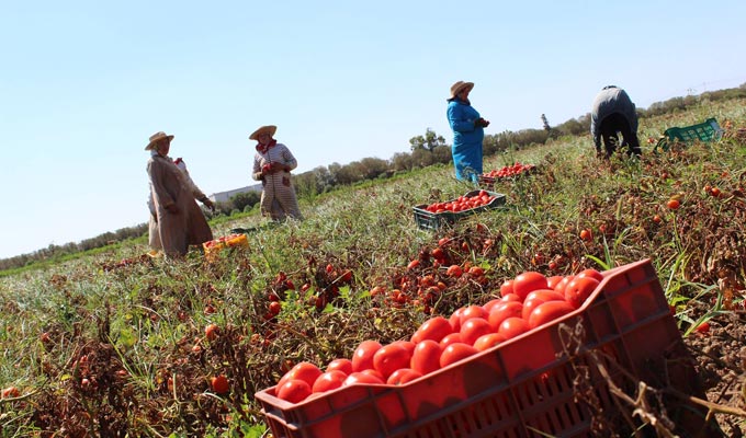 Nabeul : Le manque d'engrais risque d'impacter les cultures de tomates
