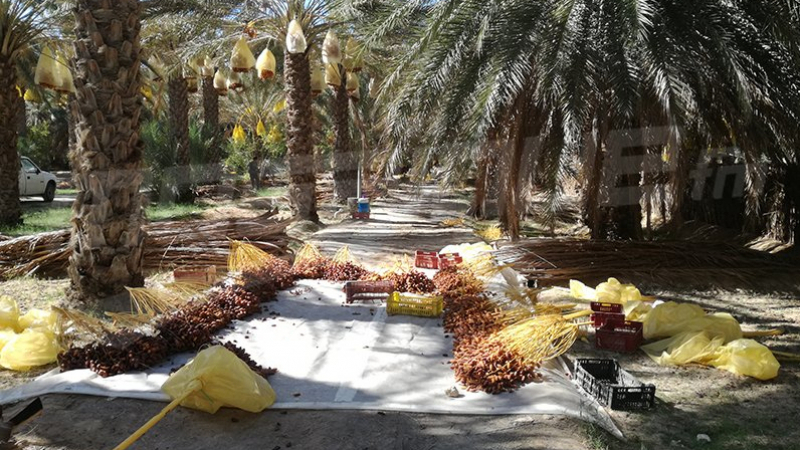 La récolte des dattes estimée à 200 mille tonnes à Kebili