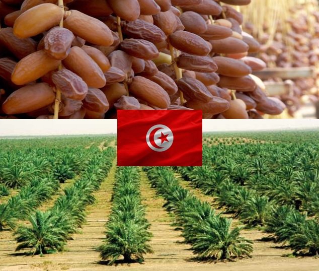 Recettes record des dattes tunisiennes pour la saison 2018-2019