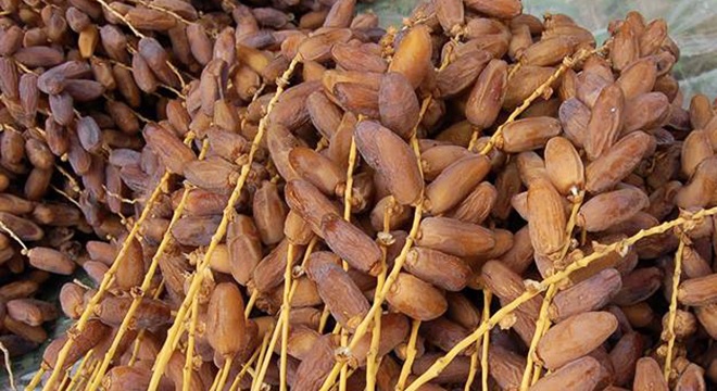 Dattes : Les recettes des exportations en hausse de 11,4% à fin 2024