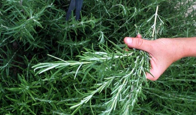 Huile de romarin : 41% de la production totale des huiles aromatiques en Tunisie