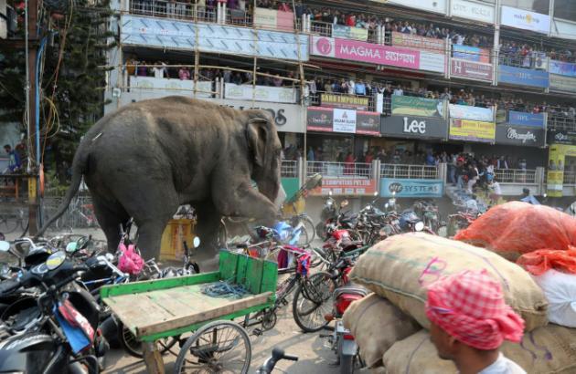 Un éléphant sauvage détruit un village en Inde