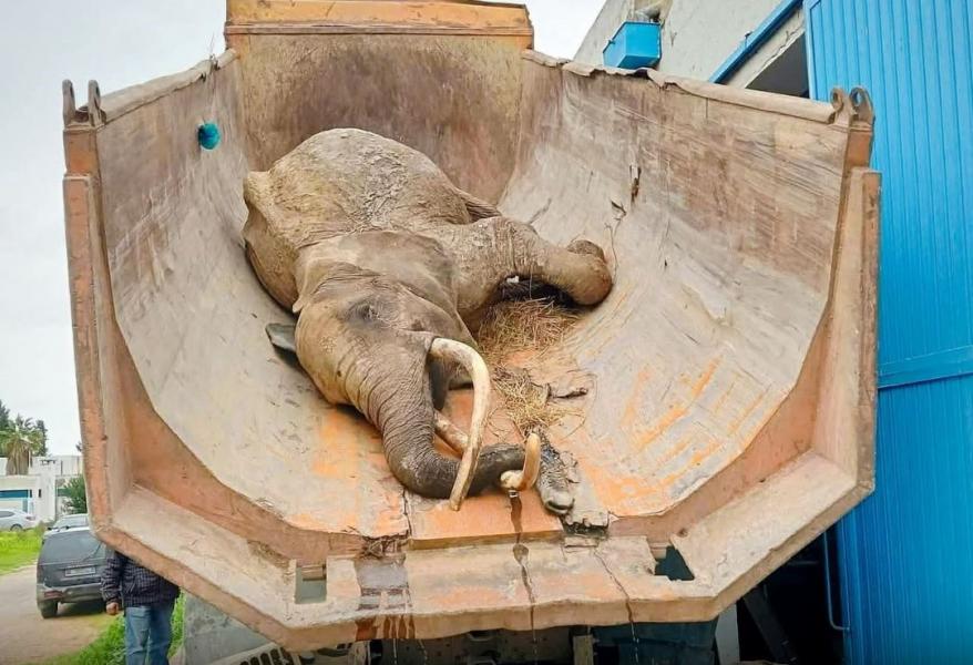 Mort de l’unique éléphante du Belvédère : silence autour des causes du décès