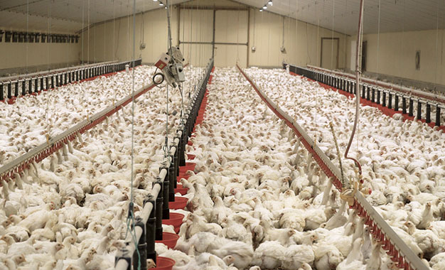 Hausse du prix mensuel à la production de poulet de chair de 43%, à fin mars 2023