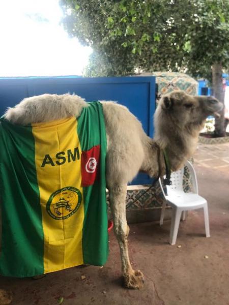 La chamelle Fathia n’est plus. Le Saf Saf est triste