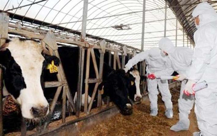 Bizerte: Recensement de plusieurs cas de fièvre aphteuse