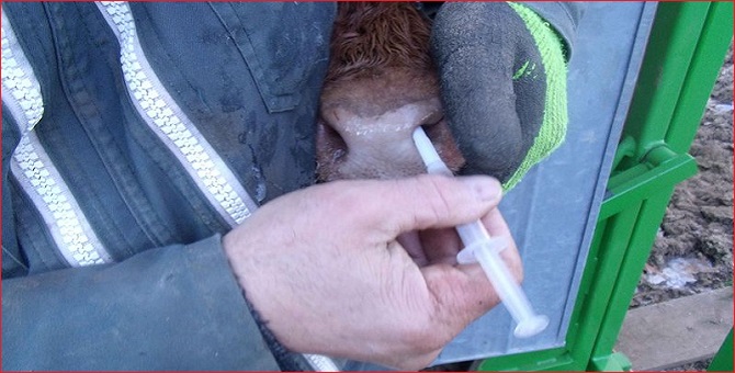 Fièvre aphteuse: L'UE envoie 1,1 million de doses de vaccins en Tunisie et en Algérie