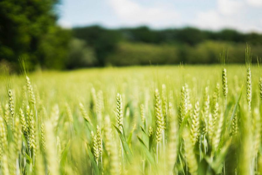 Tunisie : La filière céréalière impactée par les changements climatiques