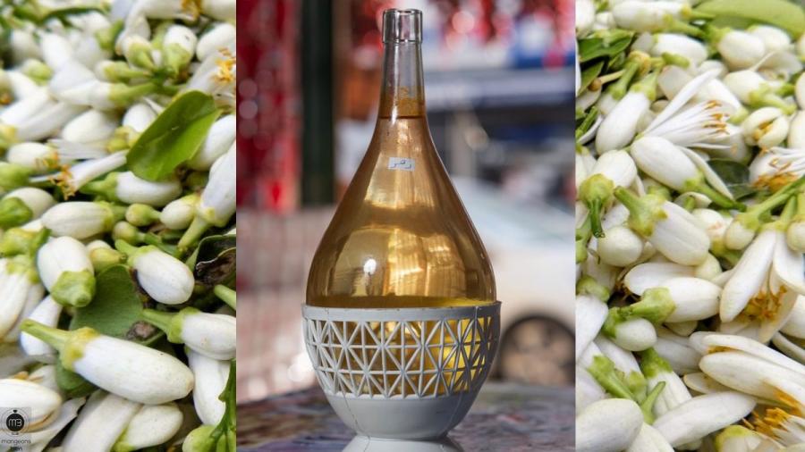 Cap Bon : la saison de la fleur de bigaradier entre tradition et savoir-faire