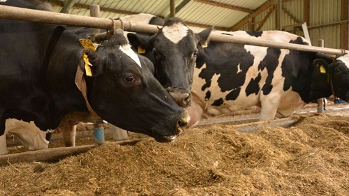 Baisse des prix de fourrages composés destinés aux vaches laitières