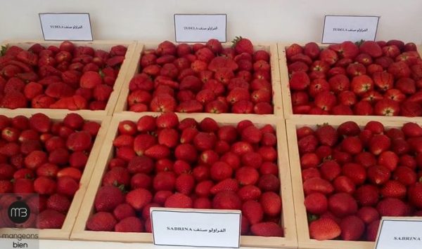 Cap-Bon : démarrage de la récolte des fraises