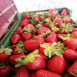 Cap Bon : La récolte de fraises devra atteindre 20 mille tonnes contre 16 mille tonnes en 2023